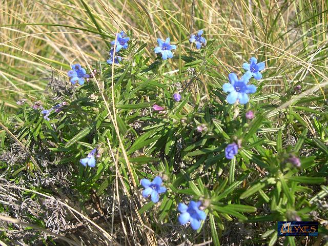 lithodora 1.JPG